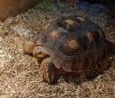 Sulcata : Young looking male (Kemek)